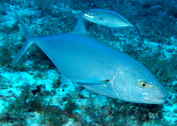Carangidae Carangidae